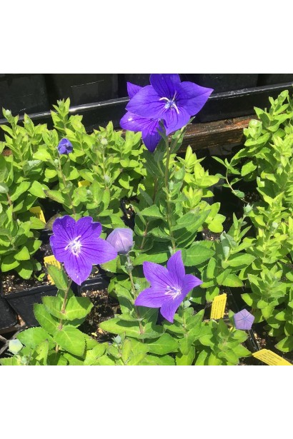 Кущ платикодона у ландшафті додає яскравості й структури.